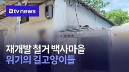 재개발 철거 백사마을…위기의 길고양이들