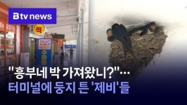 흥부네 박 가져왔니?‥터미널에 둥지 튼 제비들