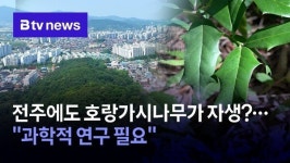 전주에도 호랑가시나무가 자생?…과학적 연구 필요