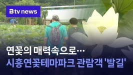 연꽃의 매력속으로…시흥연꽃테마파크 관람객 발길