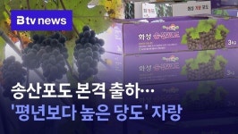 송산포도 본격 출하…평년보다 높은 당도 자랑