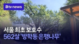 [수요기획4] 서울 최초 보호수…562살 방학동 은행나무