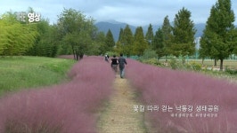 [THE영상] 꽃길 따라 걷는 낙동강 생태공원