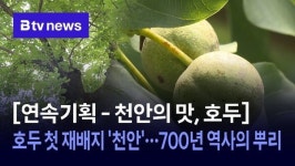 [연속기획 - 천안의 맛, 호두] ③ 호두 첫 재배지 천안…700년 역사의 뿌리