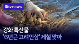 강화 특산물 6년근 고려인삼 제철 맞아