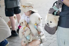 아플 때, 비울 때도 안심…동대문구 무료 펫위탁소