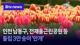 인천 남동구, 전재울근린공원 등 튤립 3만 송이 만개