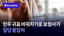 한우 귀표 바꿔치기로 보험사기…일당 붙잡혀