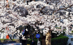 부산 벚꽃 ‘활짝’…서울은 벚꽃 언제 피나