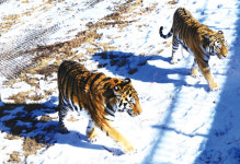 백두산 호랑이 가까이에서 보고 싶다면?
