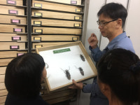 장수하늘소는 왜 사라졌을까?