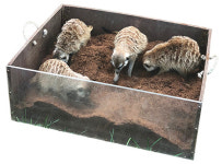 아기 코끼리는 따라쟁이