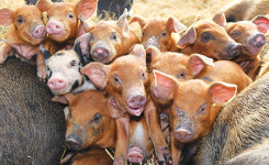 우리 동네에 ‘돼지’ 이름이?