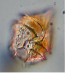 우리나라 지명 딴 신종 해양 생물
