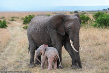 대왕고래 심장 소리 들어보니!