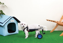 “아픈 동물에게 새로운 일상 선물하죠”