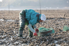 갯벌서 해산물 잡는 전통기술 ‘갯벌어로’, 무형문화재 된다