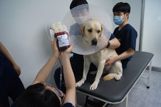 건국대 부속 동물병원 ‘KU 아임도그너 헌혈센터’를 가다… “친구위해 용기냈개!”