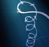 ‘안전할 때 자둬야지!’ 깊은 바다에서 ‘10분 쪽잠’ 자는 북방코끼리물범