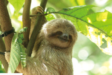 나무늘보, 먹이 먹어도 굶어죽는 이유는?… 뱃속 미생물 사라져