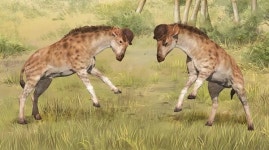 지금과 다른 모습의 고대 동물들… 코알라처럼 생긴  캥거루? 목 짧은 기린?