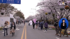 [소셜] 사회ㅣ‘벚꽃엔딩 프로젝트’ 분석 결과 공유, 벚꽃 개화 1-3일 늦어