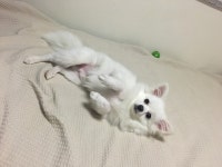 [슬기로운 집사생활] 개귀엽냥? 불청개를 맞은 고양이