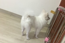 [슬기로운 집사생활] 개귀엽냥? 불청개를 맞은 고양이