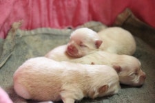 몸과 마음이 건강한 반려견을 원하는 당신에게, 숨탄