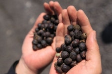 애플블러썸, 고급원두 도입 및 자체 블랜딩 원두 선보여