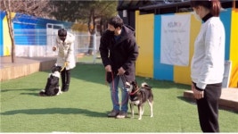 이바우펫 애견 미용학원에서 테마형 애견유치원 런칭