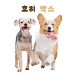 호히박스, 애견 간식 정기구독 서비스 론칭