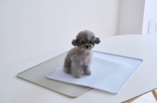 생활공작소, 반려견 관절 위한 펫 논슬립 안심 배변매트 선봬