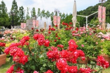 에버랜드, 장미축제 로맨틱 핫플에 열흘간 25만명 방문...전년비 11% 증가