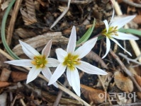 [한국의 야생화]  토종 튤립 산자고
