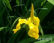 [한국의 야생화] 나비여신 꽃창포