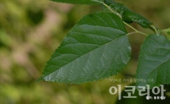 [소중한 우리나무 찾기] 뽕나무 3형제의 건강함