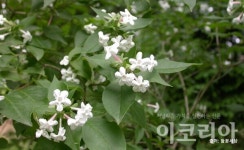 [소중한 우리나무 찾기] 댕강나무 3형제의 향기