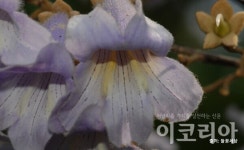 [소중한 우리나무 찾기] 오동나무 3형제의 풍성함