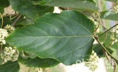 [소중한 우리나무 찾기] 헛개나무 3형제의 달콤함