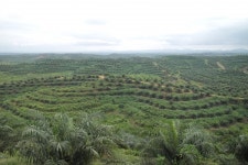 바이오에너지포럼, 팜유가 환경파괴? 사실과 달라