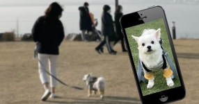 서울시, 중장년 대상 미래유망직업 펫시터 60명 모집