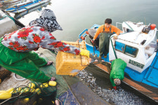 [수협 현장] 은빛 영양덩어리, 기장멸치의 계절이 돌아왔다