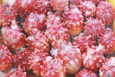 멍게수하식수협, 멍게소비촉진행사 성료