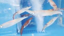 제주지역 수협 위판장 곳곳 제철 수산물 한치 풍년