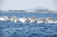 해수부, 지금 제주 바다는 돌고래 천국