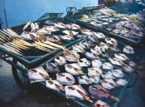 부족하지만 쓸모가 많은 섬 흑산도