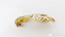 쏙초밥(SSOKCHOBAB) | 갯벌의 불청객 '쏙·쏙붙이·갯가재'
