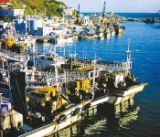 영덕대게부터 오징어까지 부지런한 어업인들의 터전 축산항