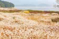 대전 가을 나들이와 인생사진 남기러 가볼만한 곳, 대청호 억새밭·대전현충원 은행나무길 등